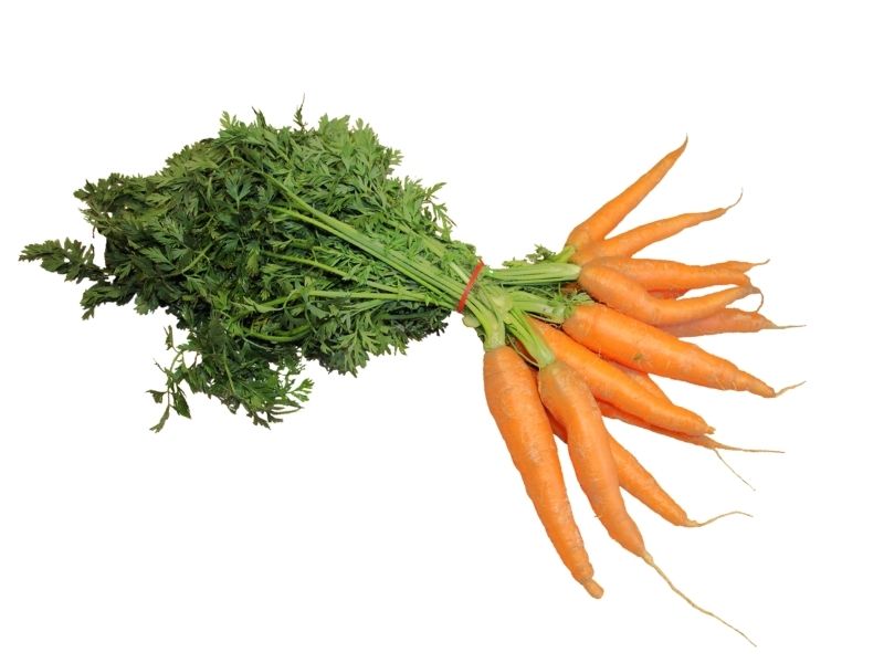 zanahorias dieta barf 